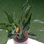 Bel En Bord De Avec Piscine Lagon Et Jardin, En Securisee